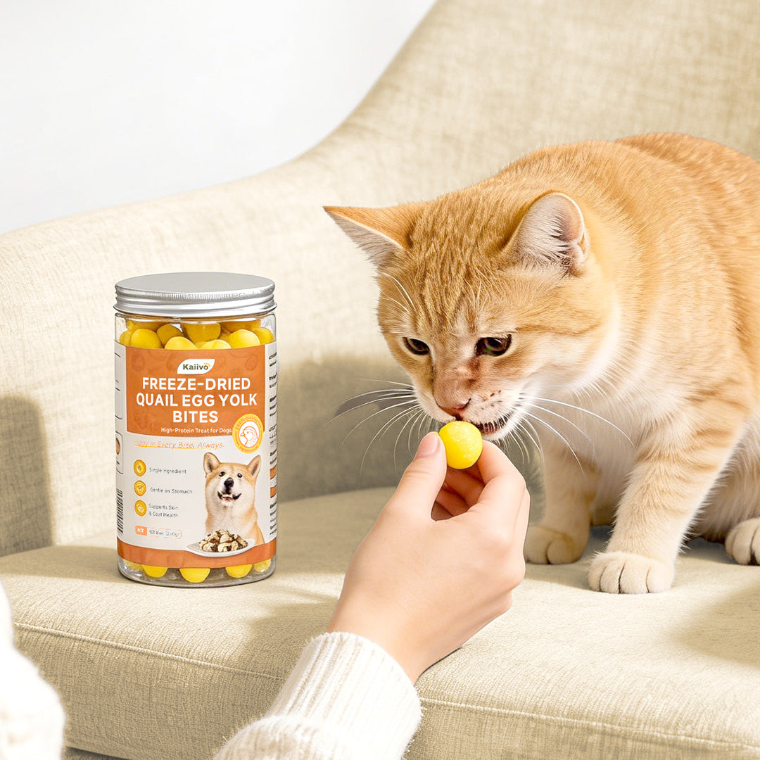 Can I Give Dog Treats to My Cat? Here’s What You Need to Know