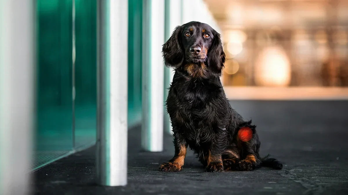 Best Dog Supplement for Luxating Patella
