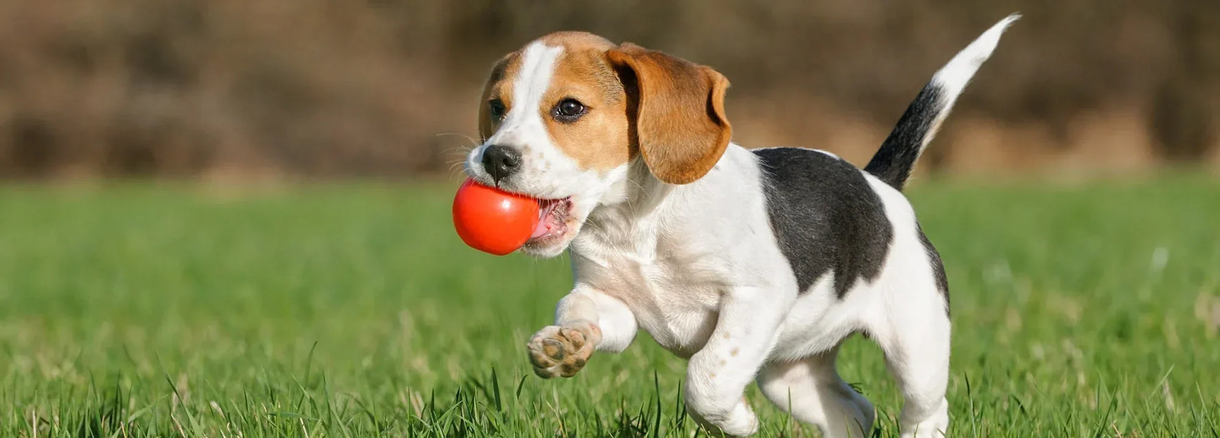 Best Dog Supplement for Puppies 2026