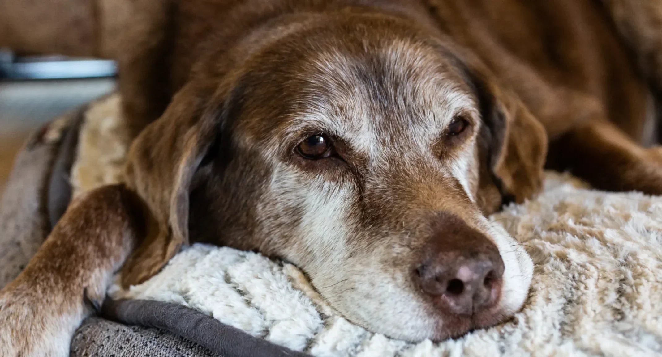 Best Dog Supplements for Senior Dogs 2026