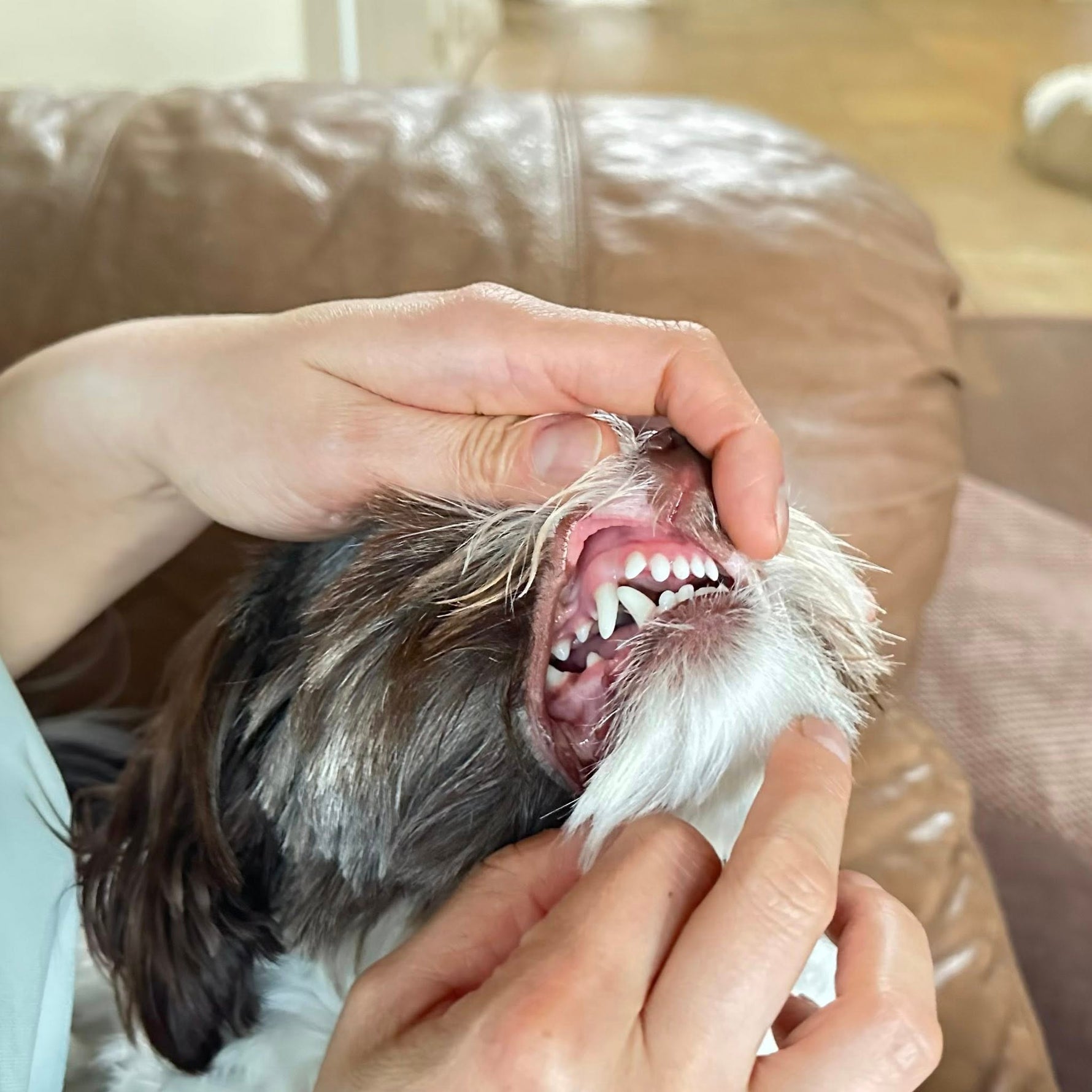 Best Dog Treats for Small Dogs with Sensitive Teeth