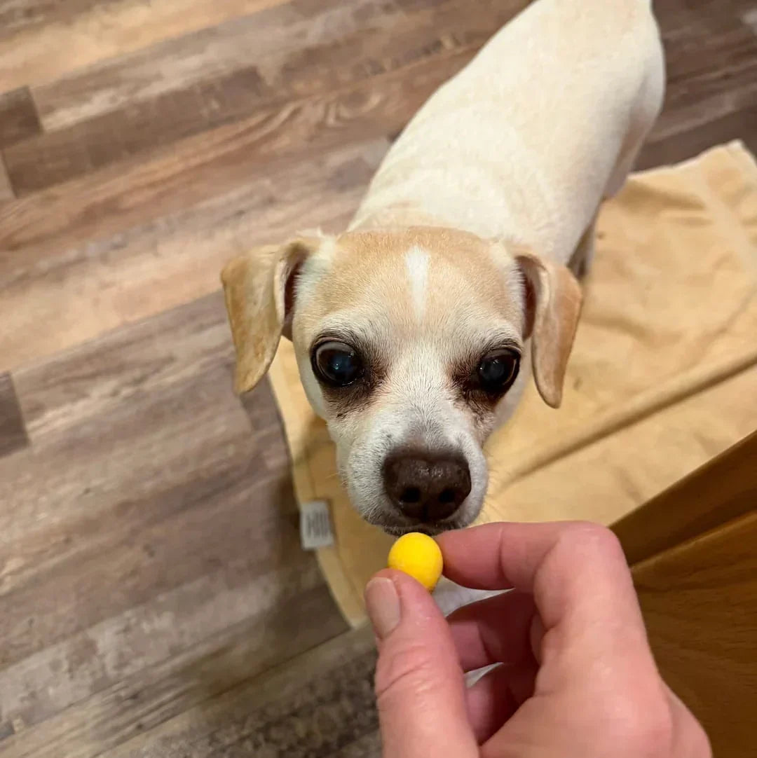 Best Training Treats for Puppies: What Actually Keeps Them Interested?