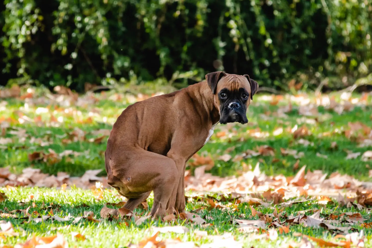 Can Dog Supplements Cause Diarrhea?