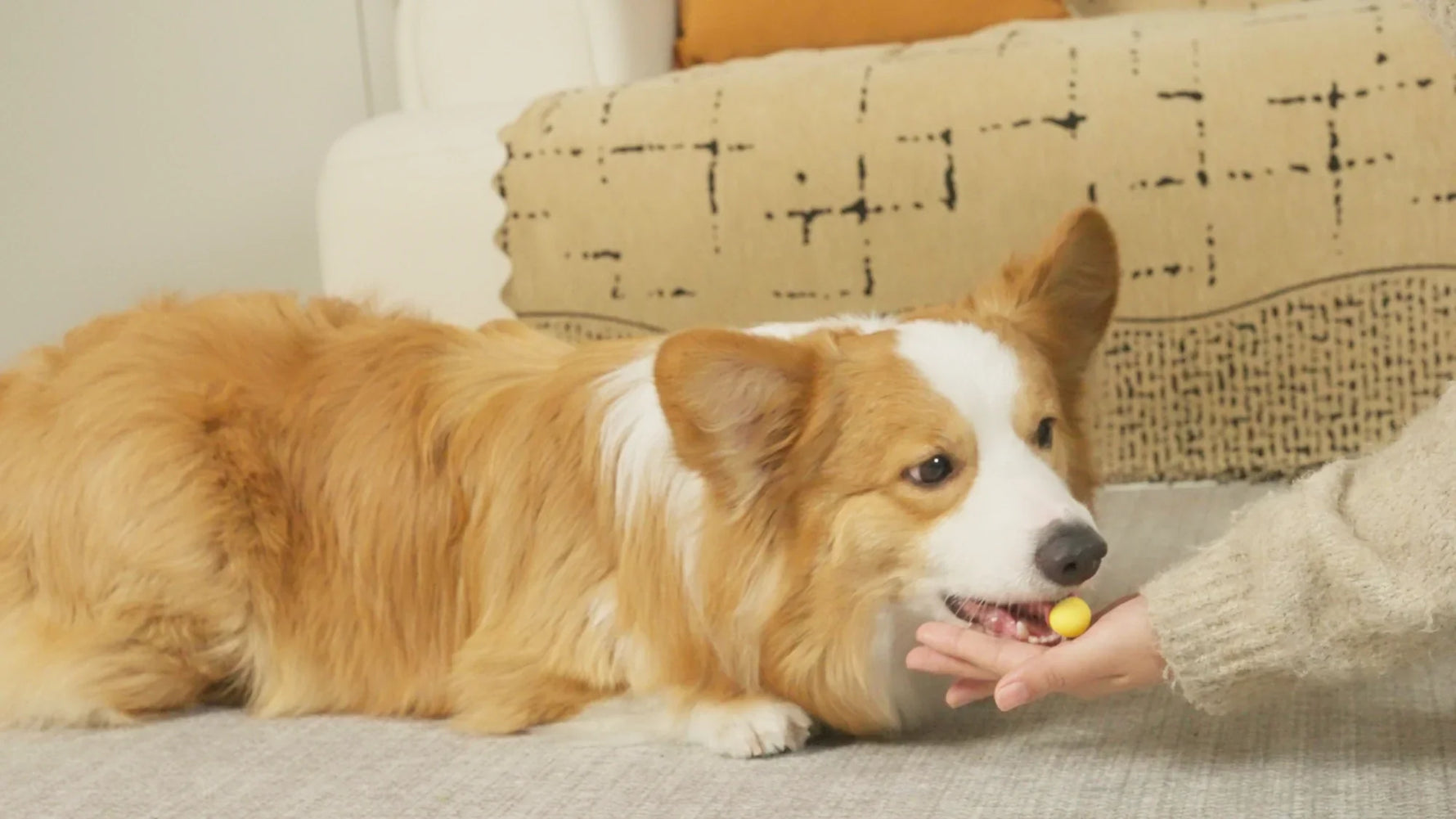 Can Dog Treats Cause Diabetes? What Dog Owners Need to Know