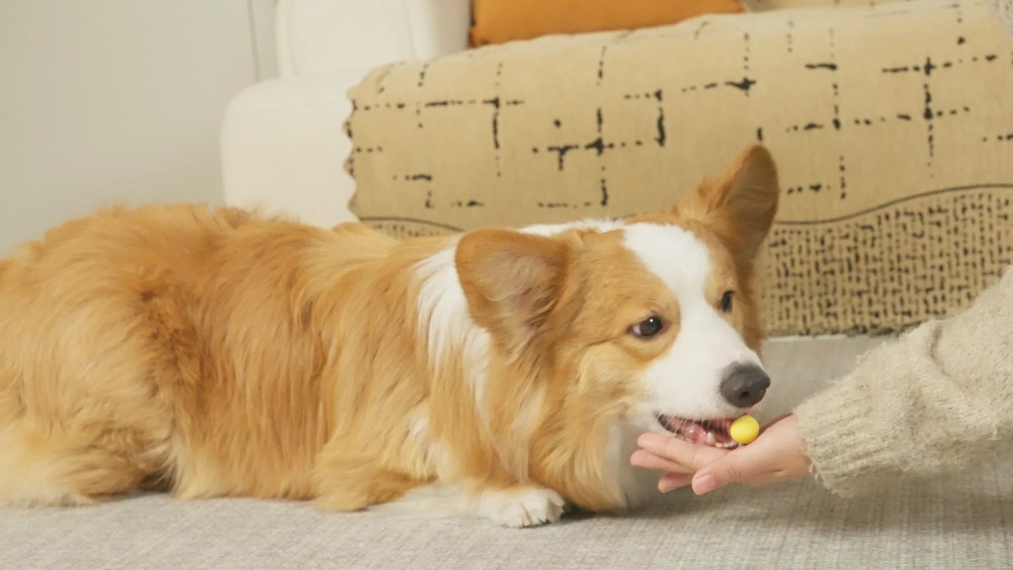 Can Dog Treats Cause Diabetes? What Dog Owners Need to Know