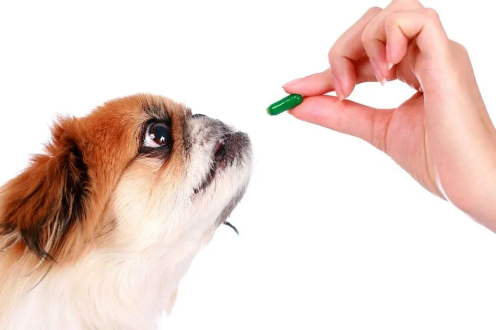 Can I Give My Dog Human Supplements?