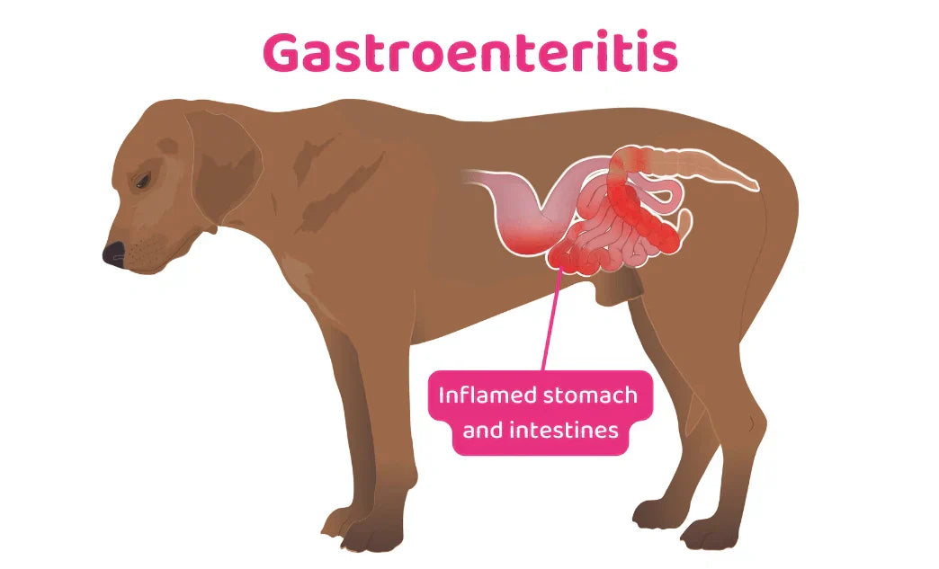 Best Dog Treats for Sensitive Stomachs: What to Feed Your Dog
