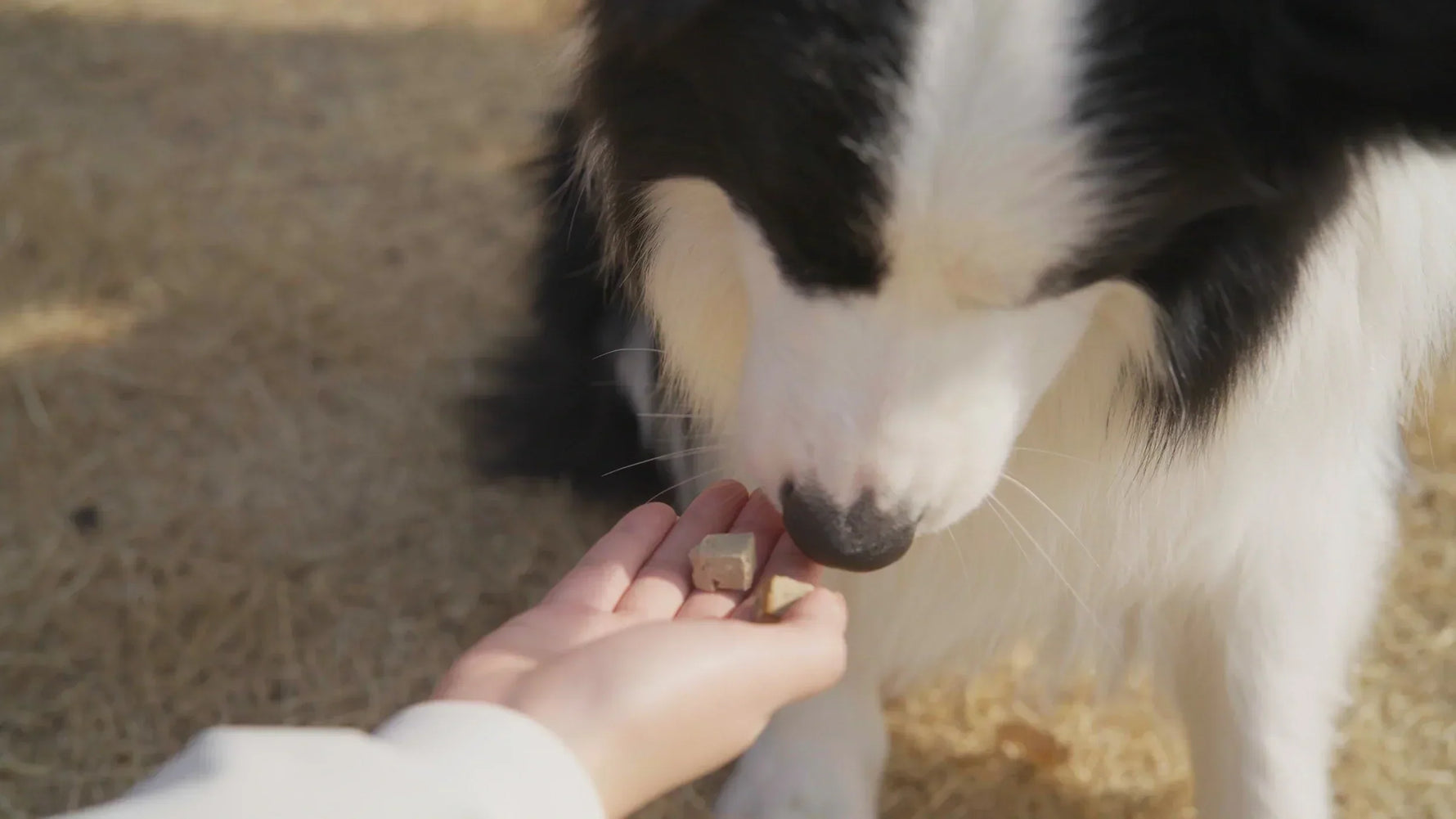Should I Give My Dog Treats Every Day?