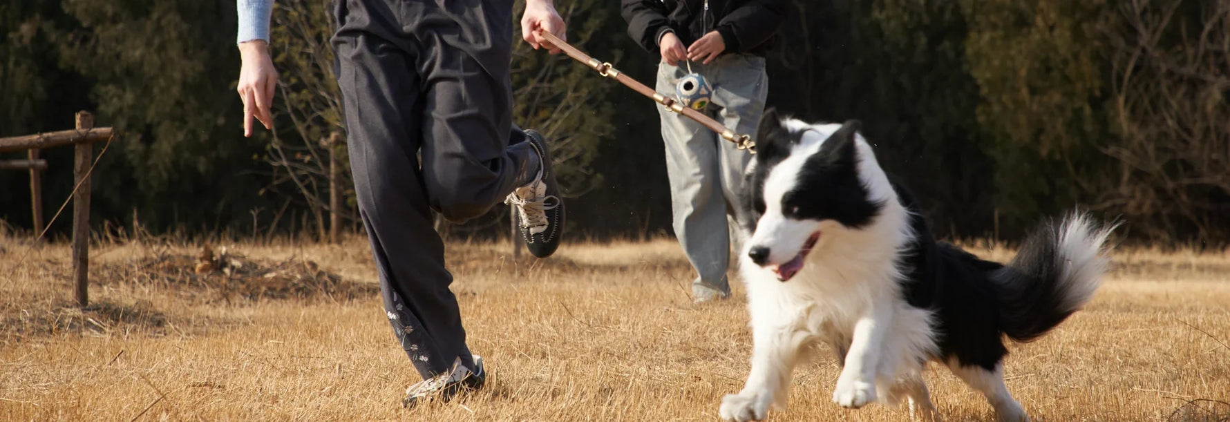 The Best Glucosamine Supplements for Dogs 2026