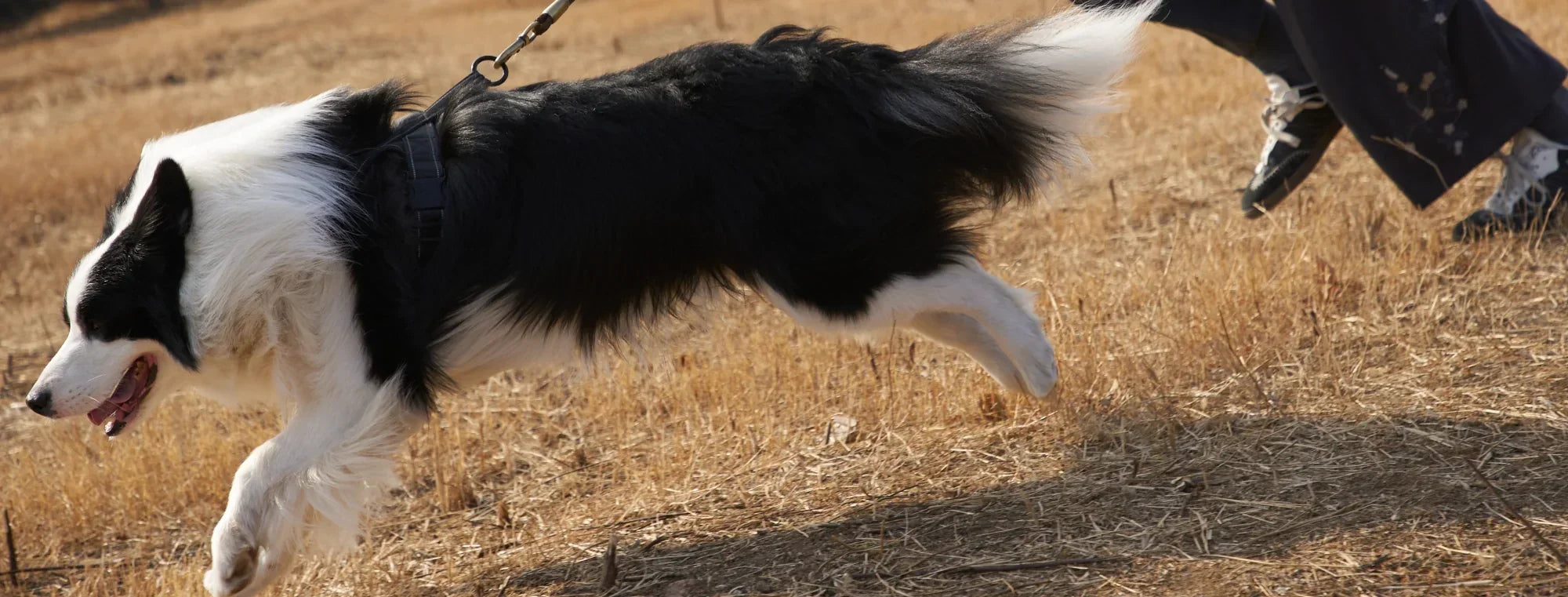 The Best Salmon Supplements for Dogs 2026