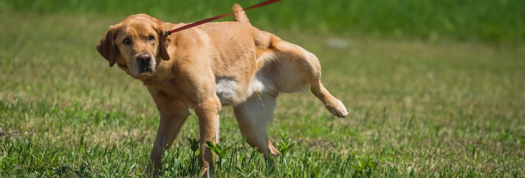 The Best Urinary Tract Supplement for Dogs 2026