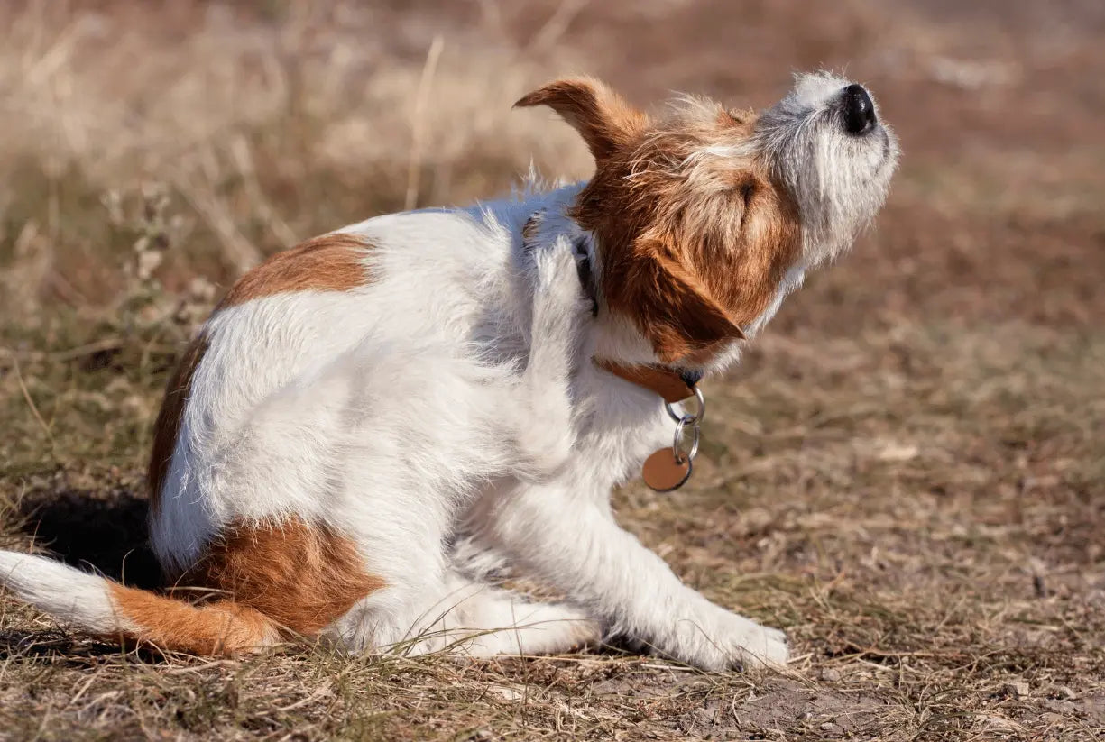 What Is the Best Dog Supplement for Itchy Skin 2026?